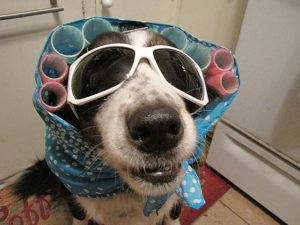 Dog Dress Up