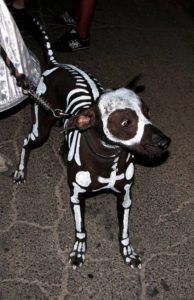 Dog Costumes, Dog Dress Up