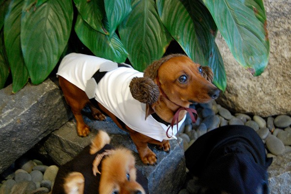 star wars dog leia costume