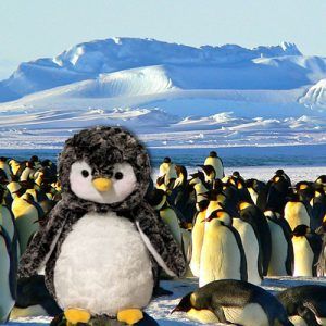 Plush Penguins