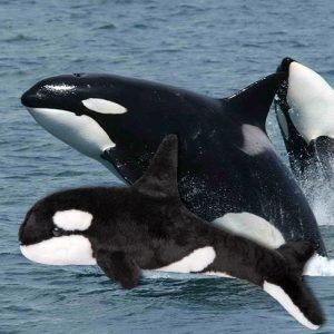 Stuffed Whale