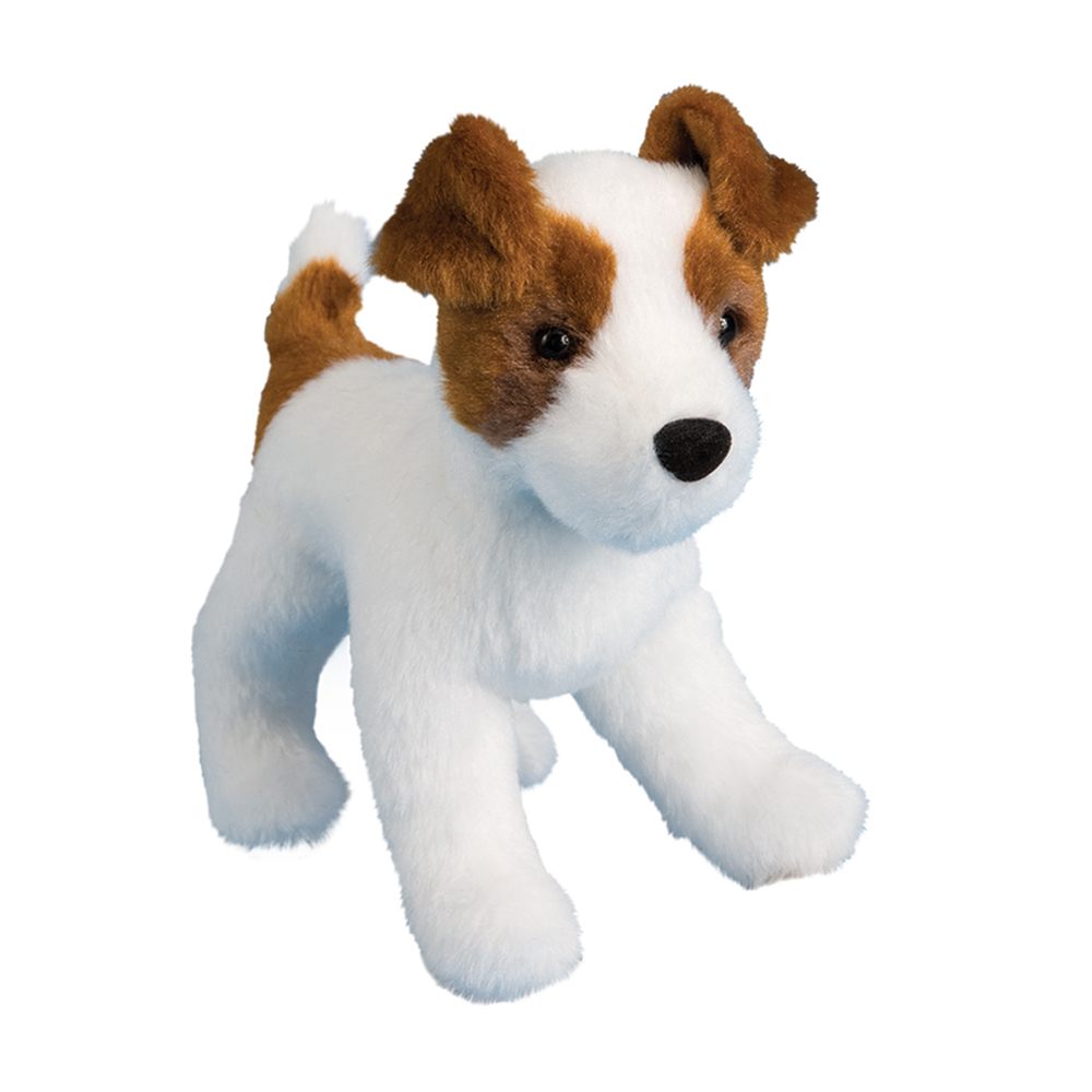 Feisty Jack Russel Terrier